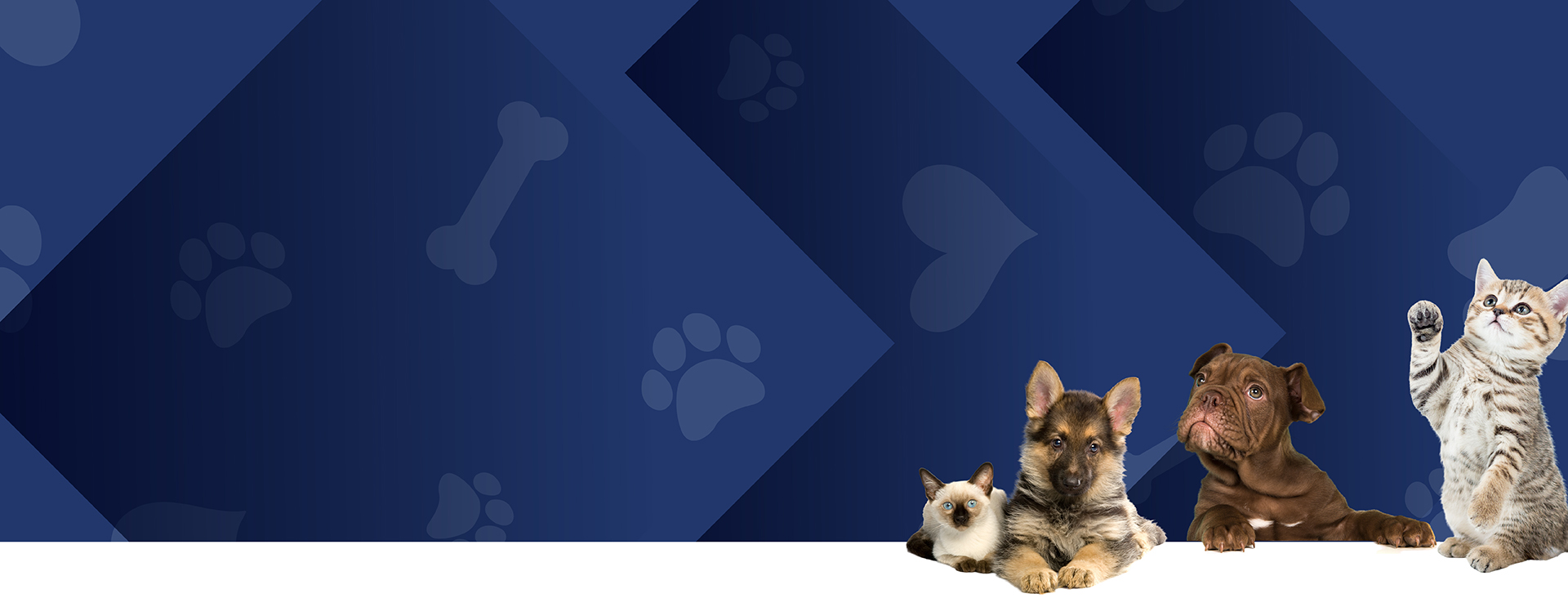 Pet Adoption Event Slider